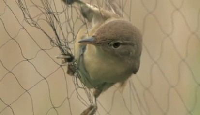 LPA_la faune de chez nous
