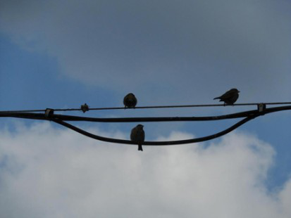 trois oiseaux_BD trois oiseaux_BD